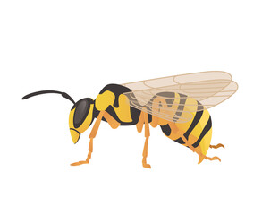 Dangerous wasp insect cartoon animal design vector illustration on white background