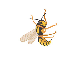 Dangerous wasp insect cartoon animal design vector illustration on white background
