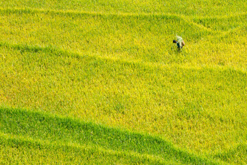Beautiful aerial view of rice field and a unrecognizable person working on it. Vietnam