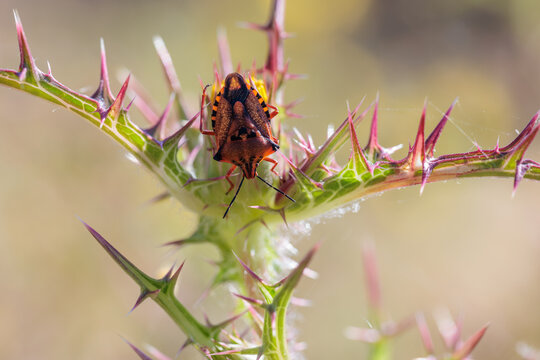 Shield bug in its natural environment.