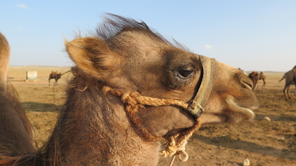 Camel in Mongolia side profile