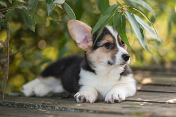 Welsh corgi pembroke puppy dog resting on a cool summer day