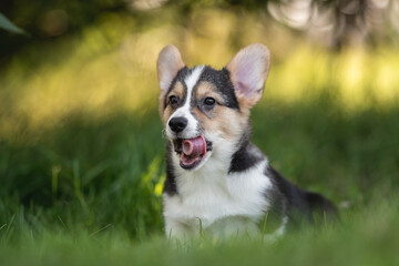 Welsh corgi pembroke puppy dog yawning and resting on a cool summer day