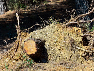 Base of tree with trunk uprooted with roots