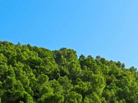 Pine tree canopy foliage and blue sky © marcelinopozo