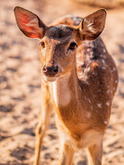 deer in the forest