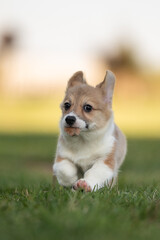 Welsh corgi pembroke puppy dog runs and plays on a bright sunny summer day. Crazy action dog