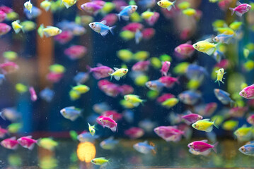 Aquarium with different colored glofish. Gymnocorymbus ternetzi.