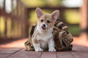 Welsh corgi pembroke puppy dog in a brown backpack on a bright sunny summer day. Licking lips