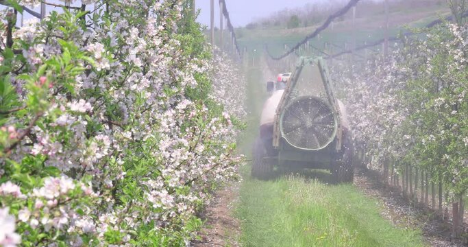 Spraying flowering apple orchard to protect against disease and insects. Apple flowering tree spraying with a tractor and agricultural machinery in springtime, slow motion