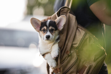 Welsh corgi pembroke puppy dog in a brown backpack on the shoulder of a man on a bright sunny summer day