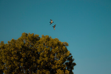 tree and two pigeons