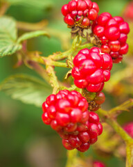 red currant berries