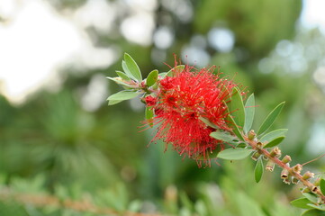Blooming bottlebrush, Callistemon, Flaschenbürste