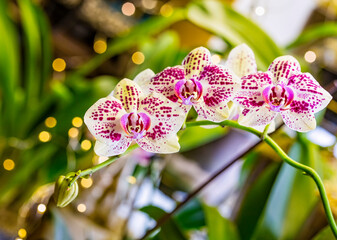 Beautiful pink purple white Phalaenopsis or Moth dendrobium Orchid flower in winter in home window...