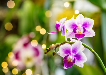 Beautiful pink purple white Phalaenopsis or Moth dendrobium Orchid flower in winter in home window tropical garden. Floral nature background. Selective focus.