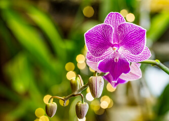 Beautiful pink purple white Phalaenopsis or Moth dendrobium Orchid flower in winter in home window...