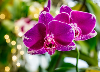 Obraz premium Beautiful pink purple white Phalaenopsis or Moth dendrobium Orchid flower in winter in home window tropical garden. Floral nature background. Selective focus.