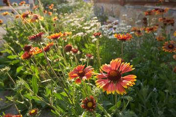 Garden perennial flowers of Gaillardia. On a flower bed near the house on a sunny day. High quality photo