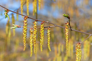Fototapeta premium Männliche Blüten der Hainbuche