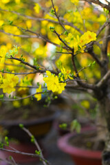 Close-up of yellow Ochna integerrima in the sunset sun in springtime lunar new year