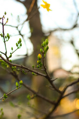 Close-up of yellow Ochna integerrima in the sunset sun in springtime lunar new year