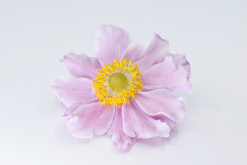 Tender flower of pink anemone, close up view 