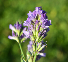 The field is blooming alfalfa