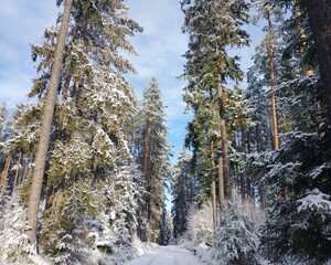 Snowy trees with forest path, sunny day with clear blue sky. Romantic winter scenery, Czech...