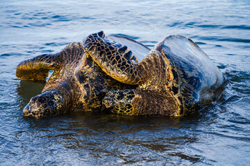 spooning sea turtles