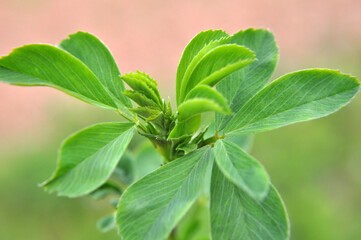 In the spring field young alfalfa grows