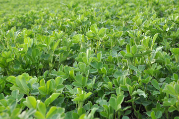 In the spring field young alfalfa grows