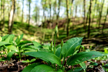 wild garlic in the forest wild plant edible

