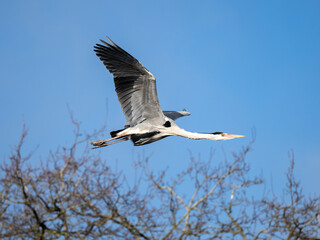 Grey Heron In Flight Against a Blue Sky