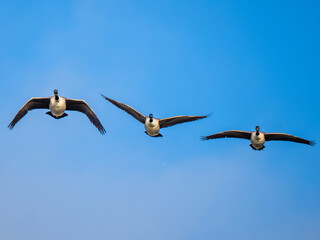 Three Canada Geese in Flight