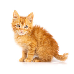 Red Ginger Cub cat portrait isolated on white.