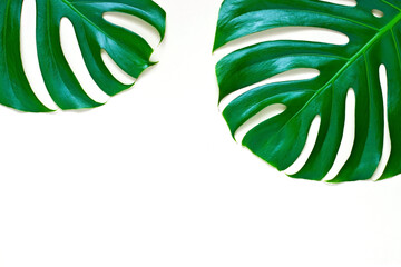 Tropical palm leaves, monstera.  Flat lay, top view