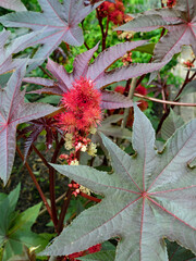 Nahaufnahme eines Wunderbaums Rizinus mit roter Blüte, Rizinus communis