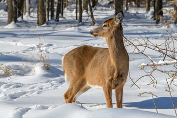 Deer in Snow 1