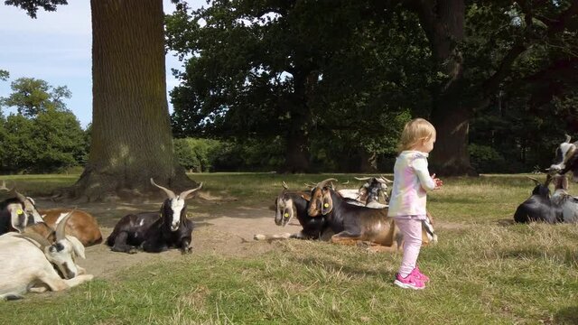 Cute little girl around 2 years old, observing a group of goats. Goats resting under the trees on a green field, at the Knuthenborg Safaripark in Denmark, and the girl walk around between them.