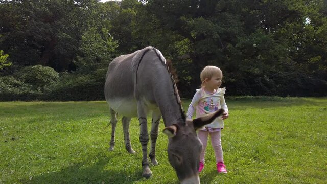 Cute little girl around 2 years old, petting a calm, grazing donkey. The donkey is grazing on a field at the Knuthenborg Safaripark in Denmark. It is a beautiful sunny spring day