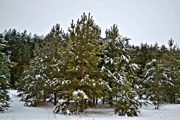 snow covered trees