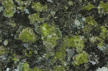 Multicolored moss on an ancient stone 