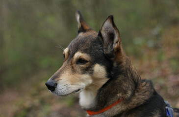Profile of a brown-beige dog on a blurred background of nature