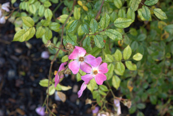 Obraz premium pink and white flowers