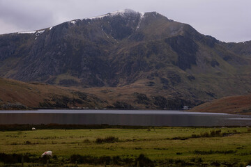 sheep in the mountains