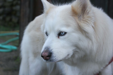 Fototapeta premium White husky dog on a dark blurred background 