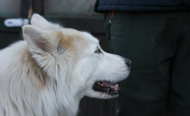 White husky dog on a dark blurred background 