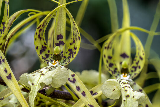 Close-up of a Spider Orchid (Brassia verrucosa) Flower