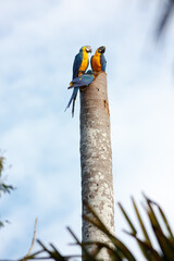 A group of blue and yellow macaws, captured in the wild